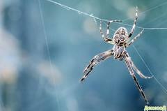 10 простых способов, чтобы избавиться пауков