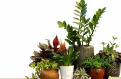 Комнатные растения - у каждого свое предназначение