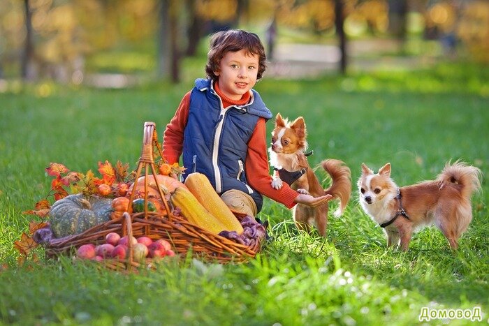 4 добрых породы собак, которые обожают детей. Если в семье есть маленькие дети, появляются сомнения: стоит ли заводить собаку?